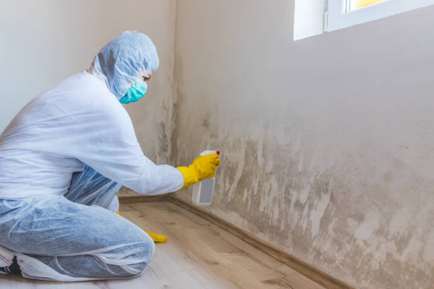 Licensed Mold Testing service in Dayton, TX - WQB Mold Removal